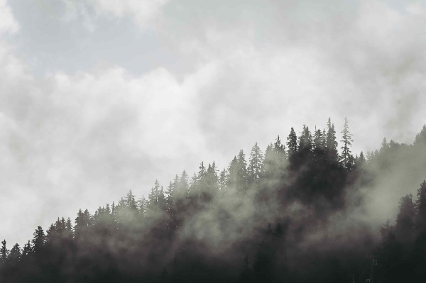 illustration pour Espace boisé classé : que peut-on vraiment y construire ?